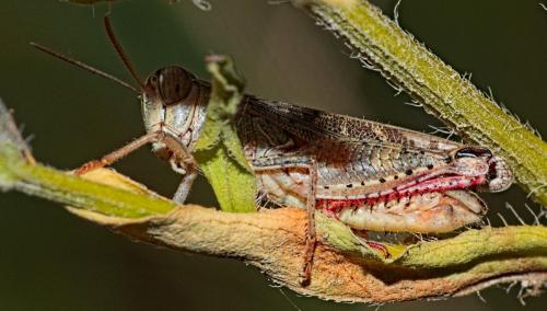 Réf. 347 208 : Calliptamus sp.